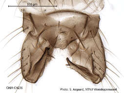 Plancia ëd Limnophyes schnelli Saether 1991