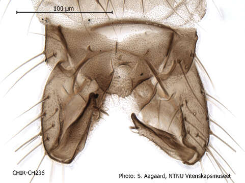 Plancia ëd Limnophyes schnelli Saether 1991