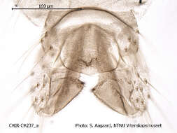 Plancia ëd Limnophyes ninae Saether 1975