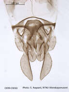 Image of Tanytarsus dendyi Sublette 1964