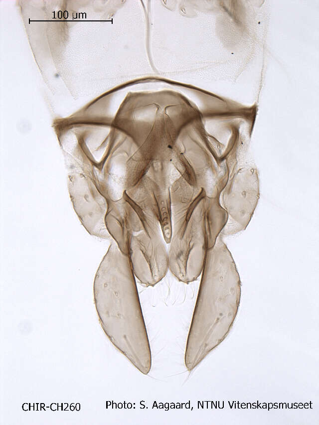 Image of Tanytarsus dendyi Sublette 1964