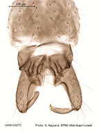 Imagem de Orthocladius oblidens (Walker 1856)