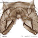 Plancia ëd Limnophyes asquamatus Saether 1975