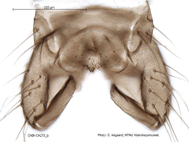 Plancia ëd Limnophyes asquamatus Saether 1975