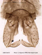 Image of Paraphaenocladius exagitans (Johannsen 1905)