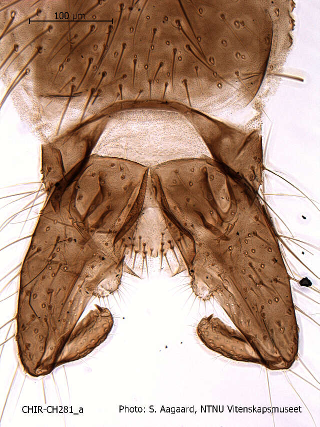 Image of Psectrocladius obvius (Walker 1856)