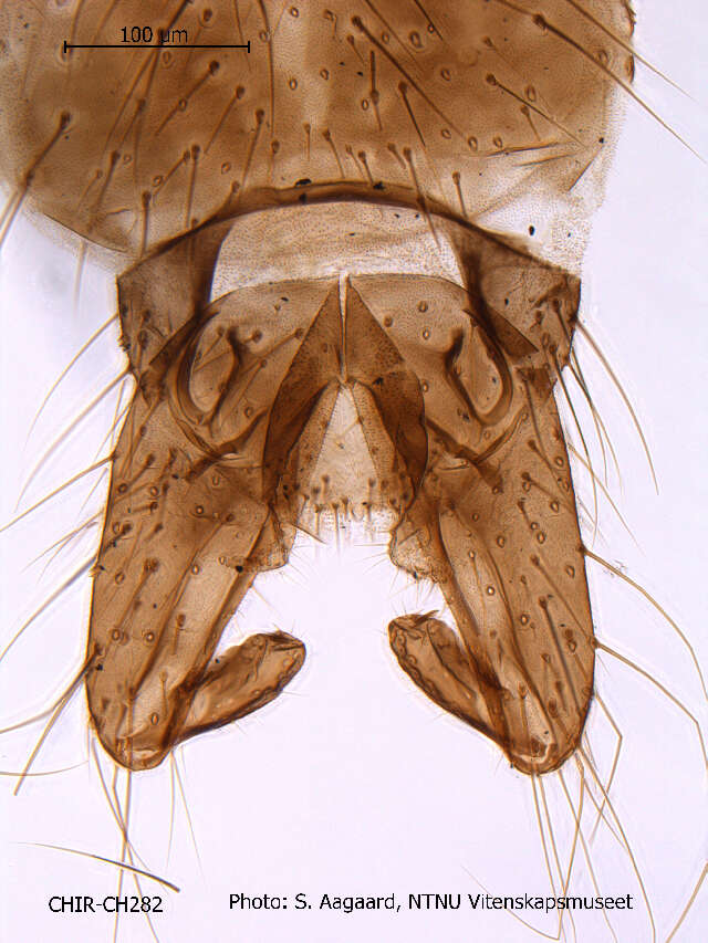 Image of Psectrocladius obvius (Walker 1856)