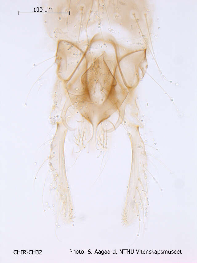Слика од Phaenopsectra punctipes (Wiedemann 1817)