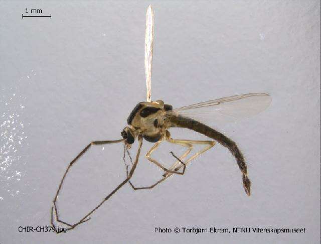 Image of Cryptochironomus digitatus Malloch 1915