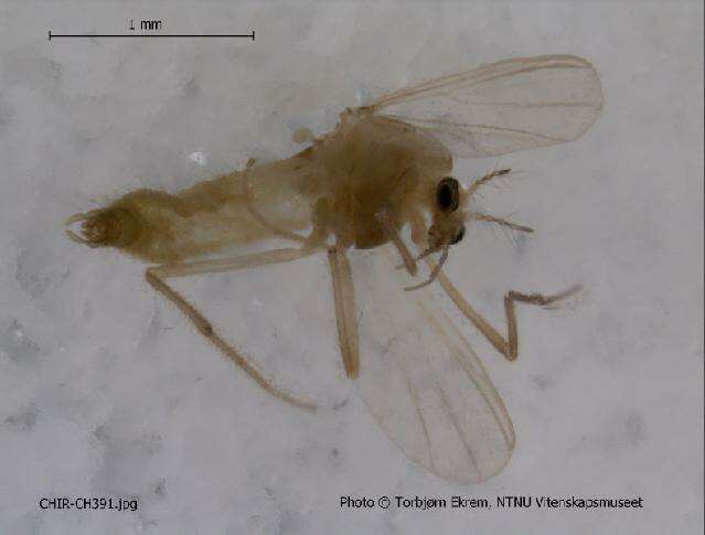 Image of Tanytarsus dispar (Thienemann 1929)