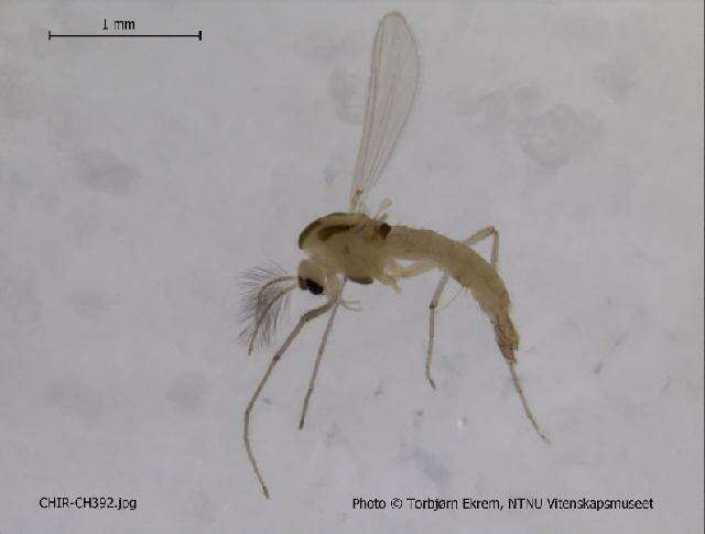 Cladotanytarsus amandus Hirvenoja 1962 resmi