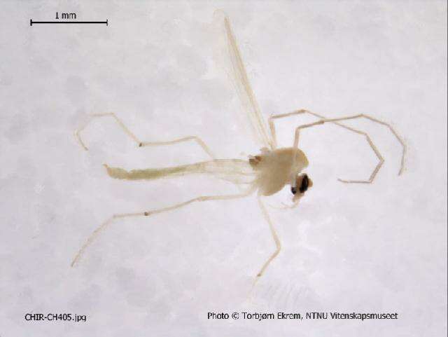 Image of Rheotanytarsus