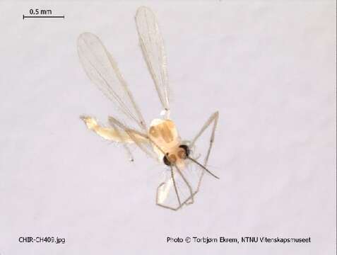 Image of Rheotanytarsus pellucidus (Walker 1848)