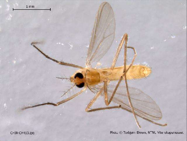 Polypedilum cultellatum Goetghebuer 1931 resmi