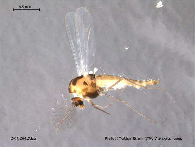 Plancia ëd Parakiefferiella bathophila (Kieffer 1912)