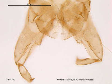 Image of <i>Nanocladius dichromus</i>