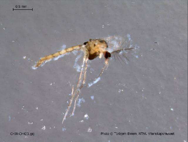 Image of Tanytarsus allicis Sublette 1964