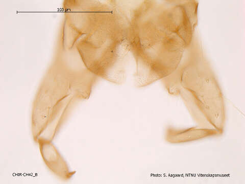 Image of <i>Nanocladius dichromus</i>