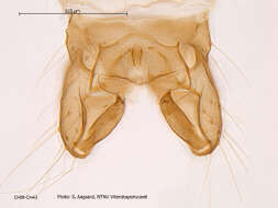 Plancia ëd Limnophyes minimus (Meigen 1818)