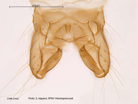 Image of Limnophyes minimus (Meigen 1818)