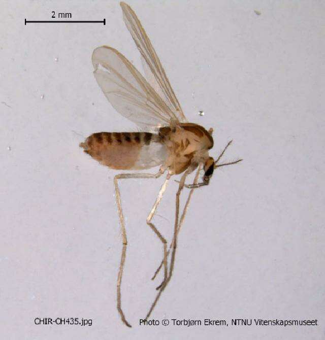 Image of Conchapelopia pallens (Coquillett 1902)