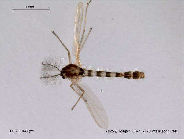 Image of Conchapelopia pallens (Coquillett 1902)