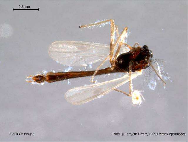 Polypedilum simulans Townes 1945 resmi