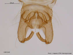 Image of Orthocladius mallochi Kieffer 1919