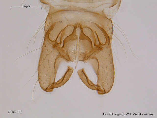 Image of Orthocladius mallochi Kieffer 1919