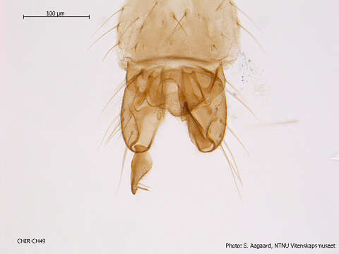 Image of Limnophyes schnelli Saether 1991