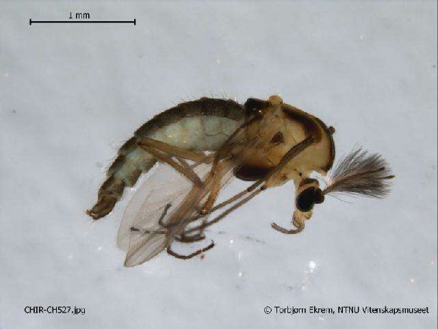 Image of Halocladius variabilis (Staeger 1839)