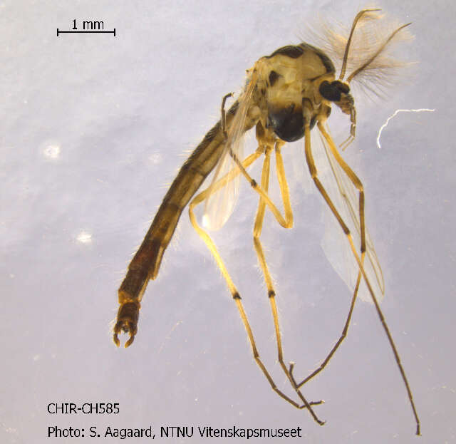 Image of Cryptochironomus digitatus Malloch 1915