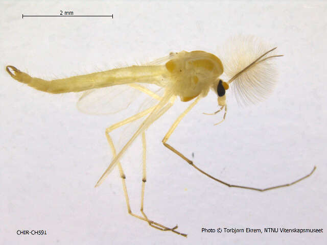 Image of Demicryptochironomus cf. evgenii