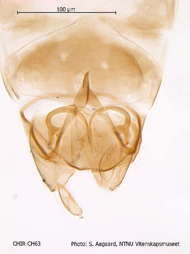 Image of Corynoneura arctica Kieffer 1923