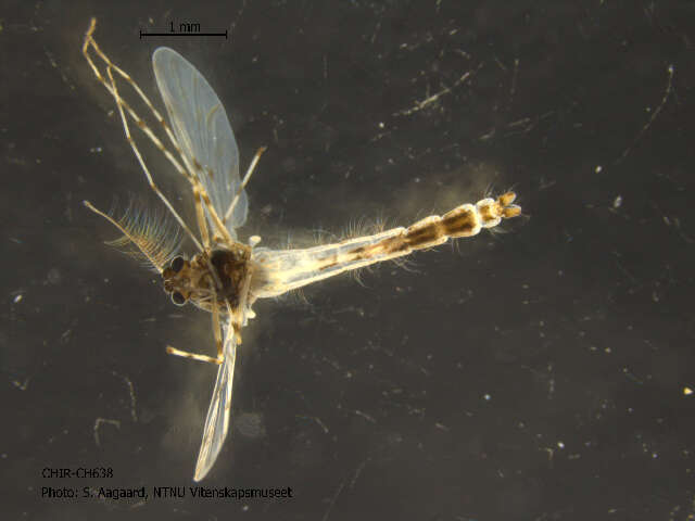 Image of Ablabesmyia aspera (Roback 1959)