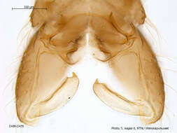 Image of animals