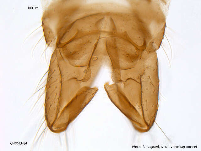 Image of Acricotopus