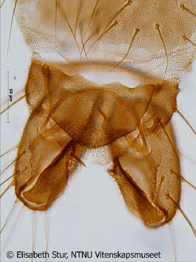 Plancia ëd Limnophyes schnelli Saether 1991