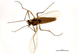 Imagem de Orthocladius oblidens (Walker 1856)