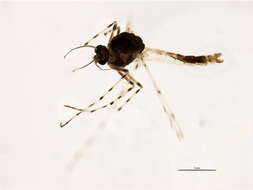 Image of Ablabesmyia aspera (Roback 1959)