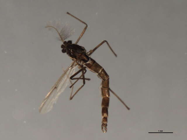 Image of Stictochironomus