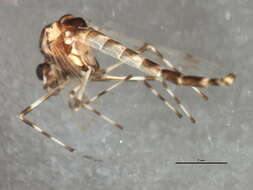 Image of Ablabesmyia illinoensis (Malloch 1915)