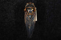 Image of Say's Cicada