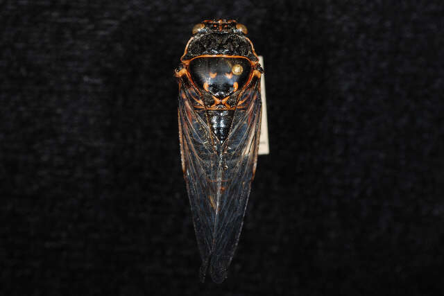 Image of Say's Cicada