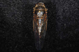 Image of Say's Cicada