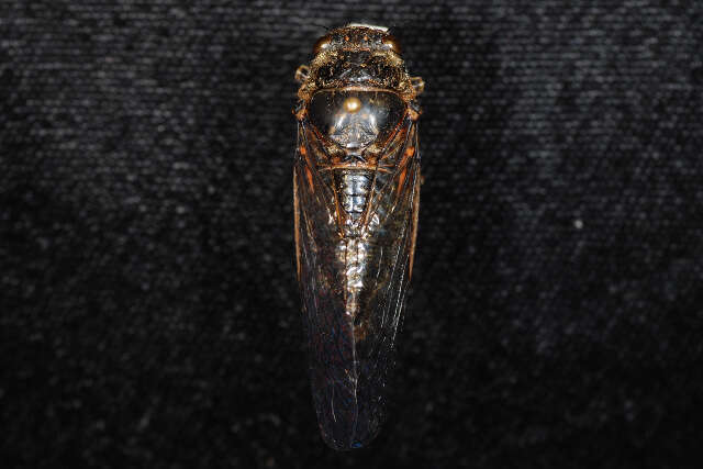 Image of Say's Cicada