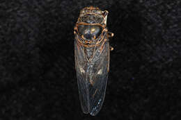 Image of Say's Cicada