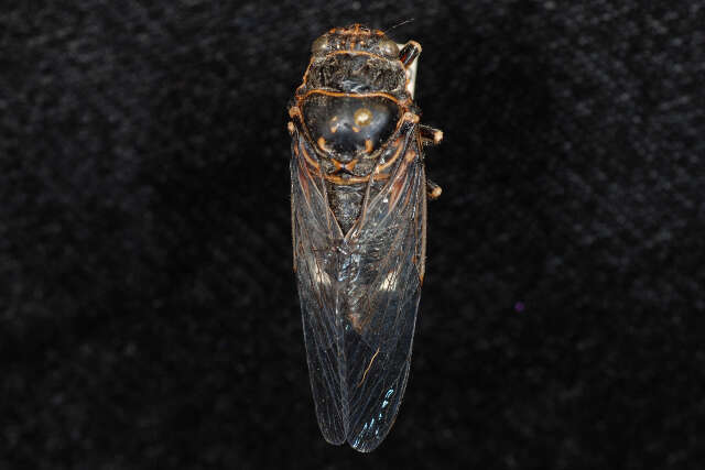 Image of Say's Cicada