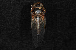 Image of Say's Cicada