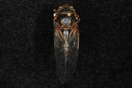 Image of Say's Cicada